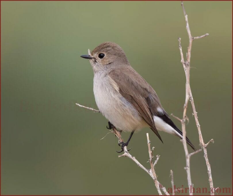 Taiga Flycatcher perching on a twig