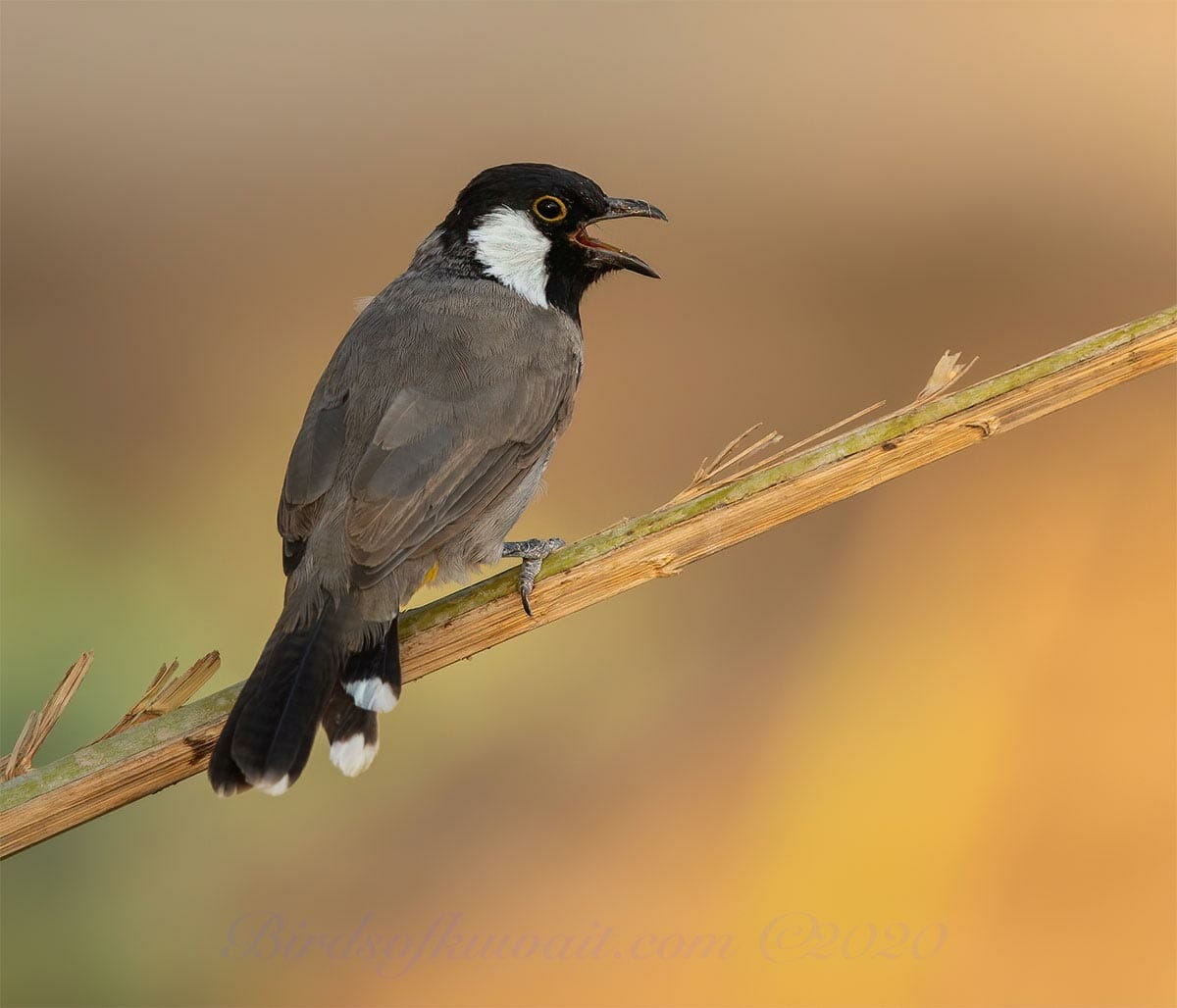 A White-eared Bulbul perching on a tree