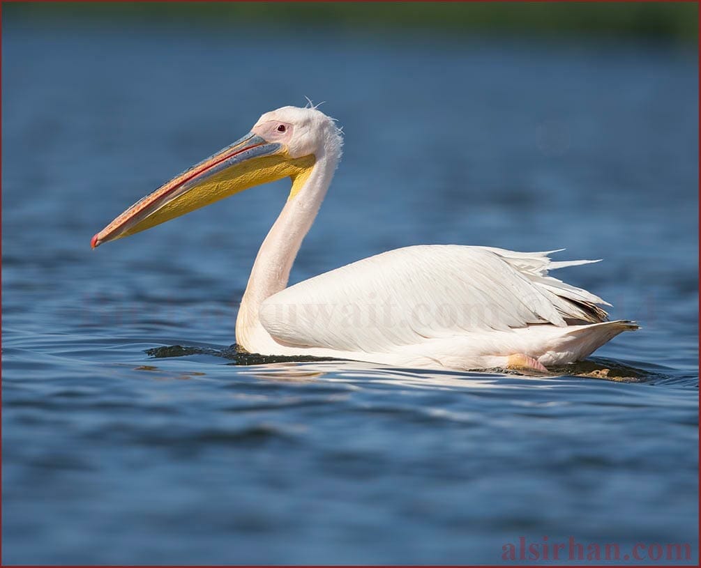 A Great White Pelican swimming on the sea