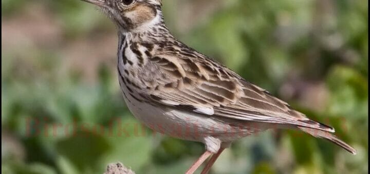 Woodlark feeding in a farm