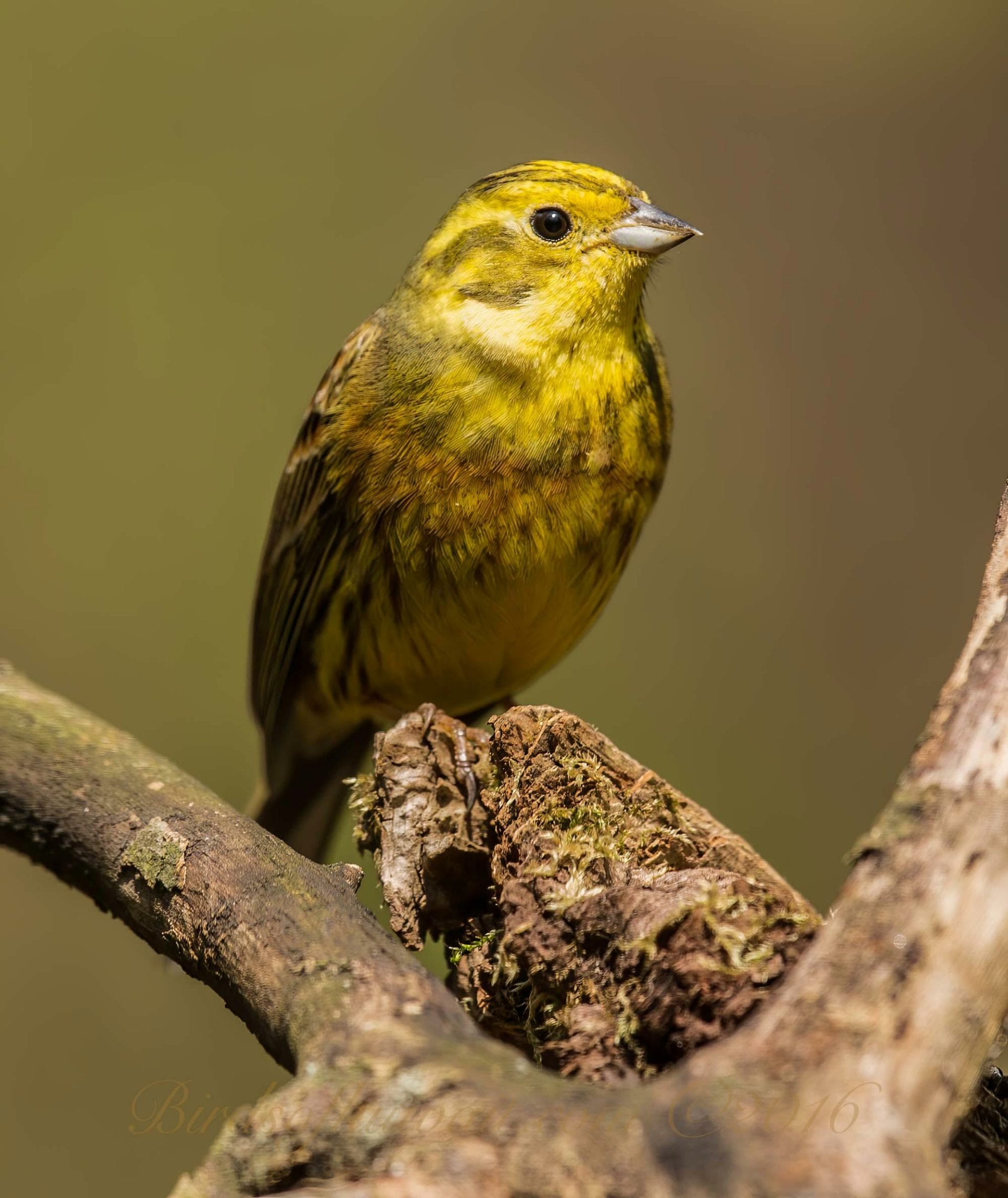 Yellowhammer perching on a branch
