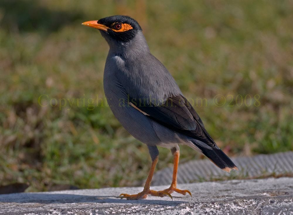 A Bank Myna perching on a slab