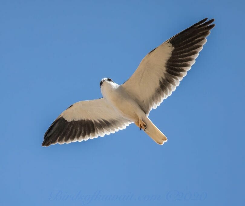 Eurasian Sparrowhawk in flight