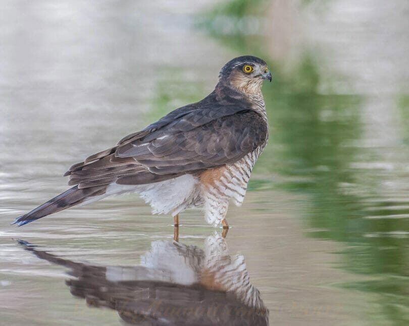 Eurasian Sparrowhawk perching on water