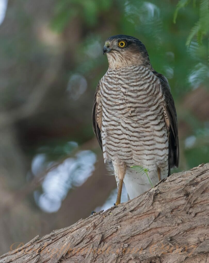 Eurasian Sparrowhawk Accipiter nisus perching on a tree trunk