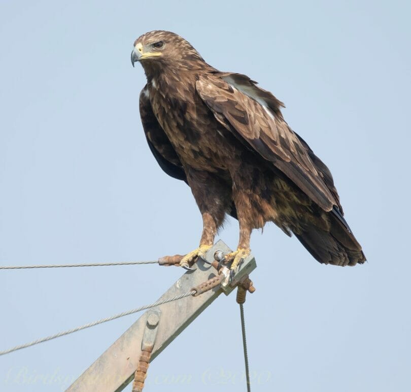 Greater Spotted Eagle on pylon