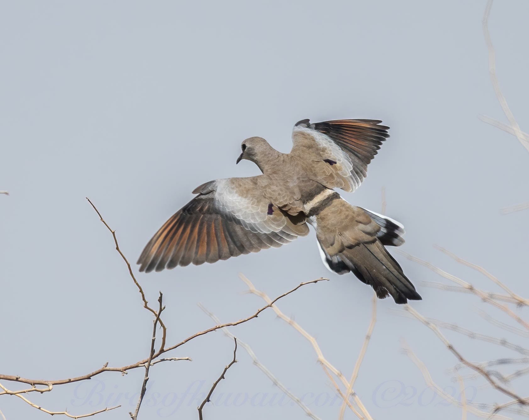 Namaqua Dove landing on dry branches