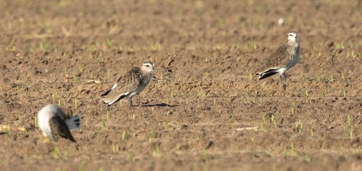 3 Sociable Lapwings standing on the ground