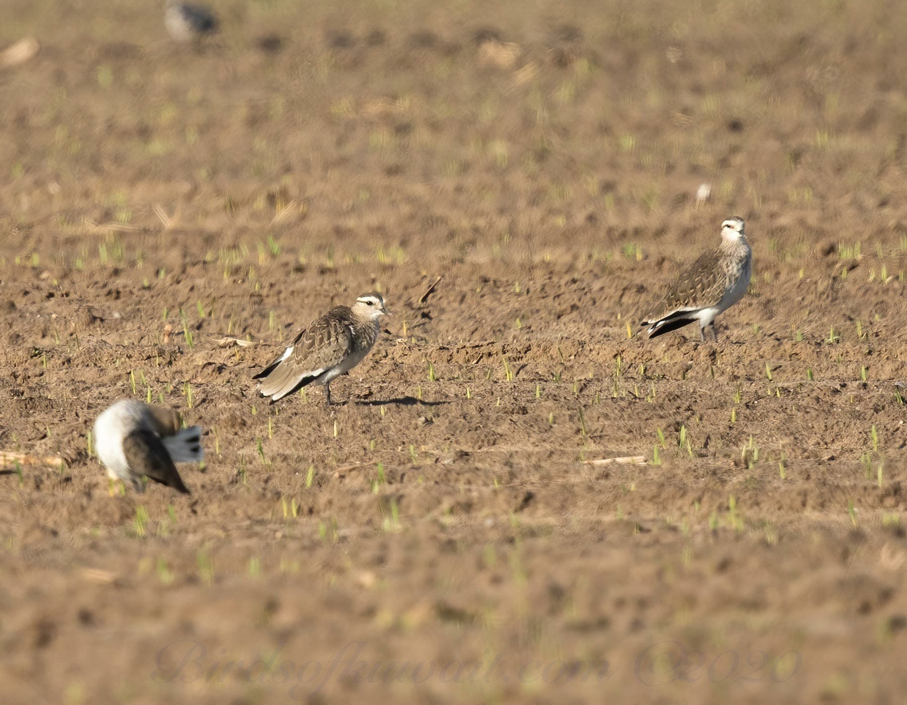 3 Sociable Lapwings standing on the ground