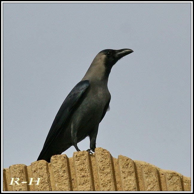House Crow perching on a building