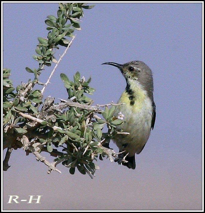 Purple Sunbird feeding on a bush