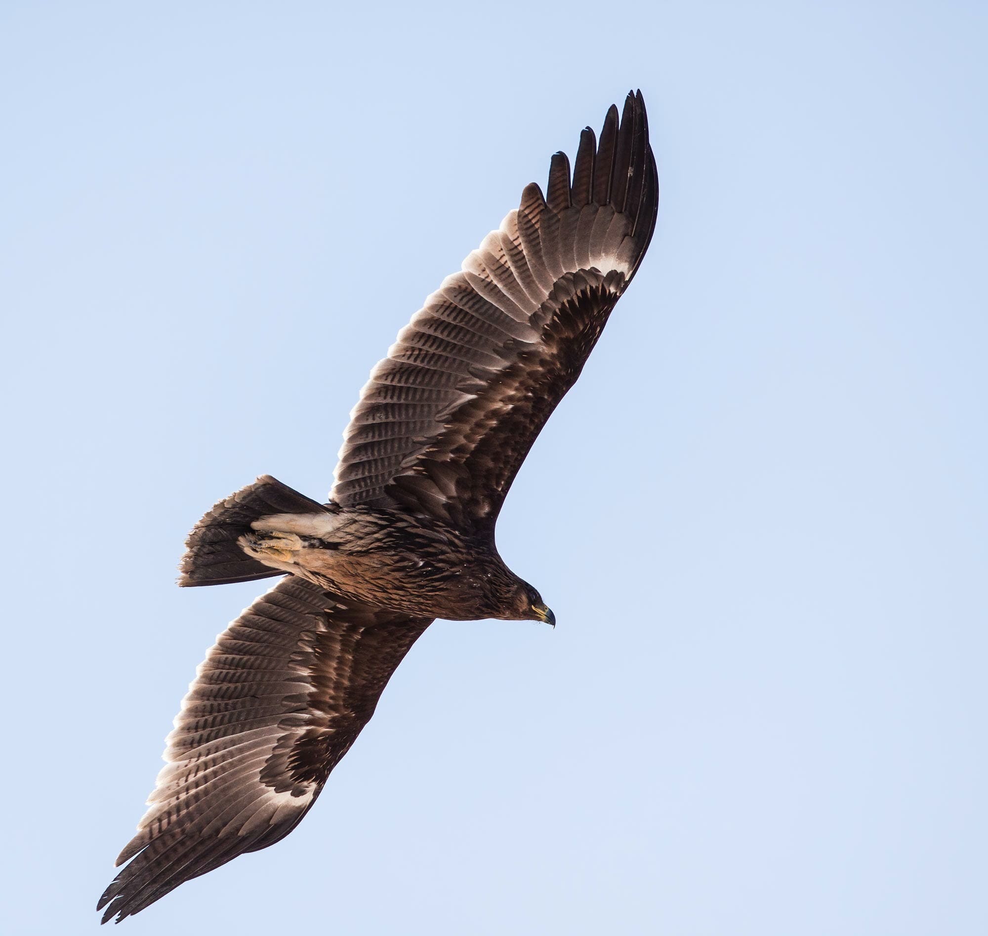 Greater Spotted Eagle in flight