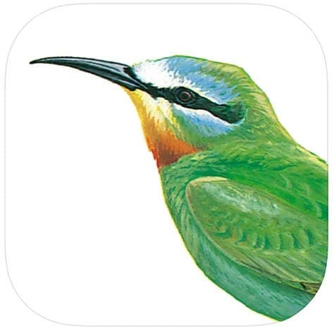 Icon of the Arabic Birds of the Middle East App which shows a portrait of a Blue-cheeked Bee-eater