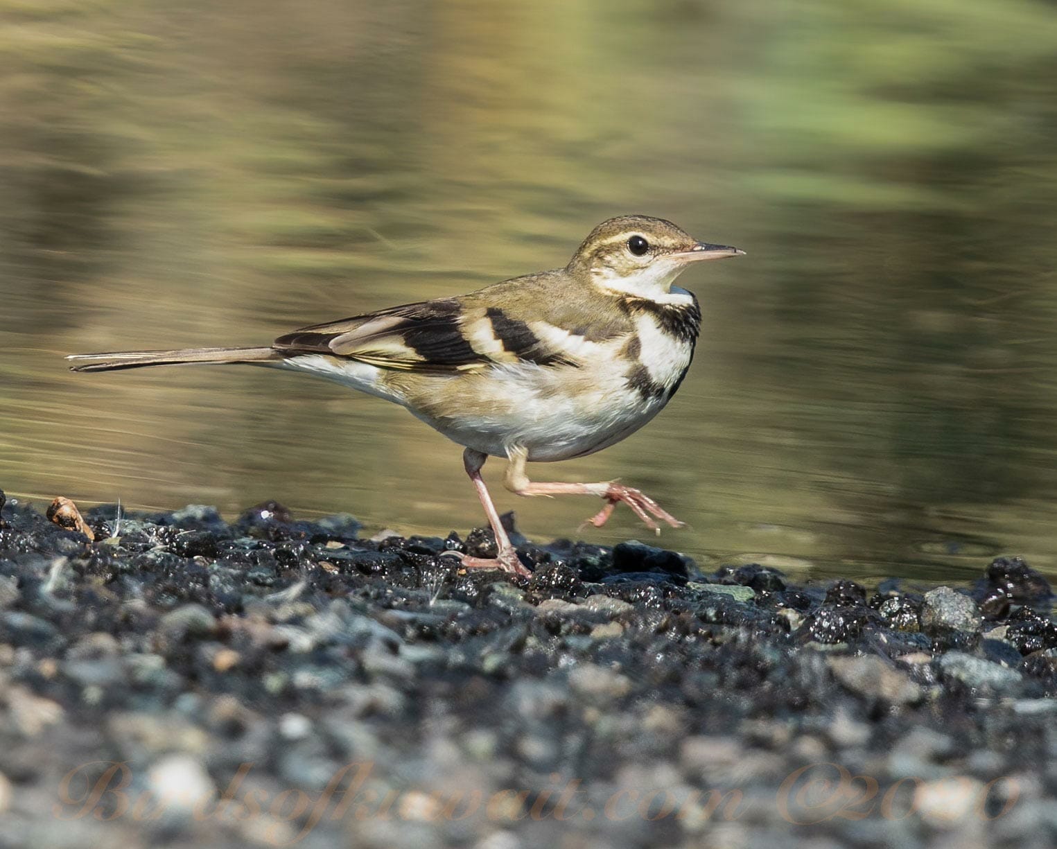 Forest Wagtail running along a track close to running water