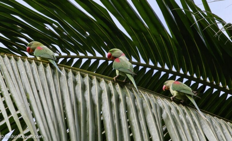 Alexandrine Parakeet Psittacula eupatria