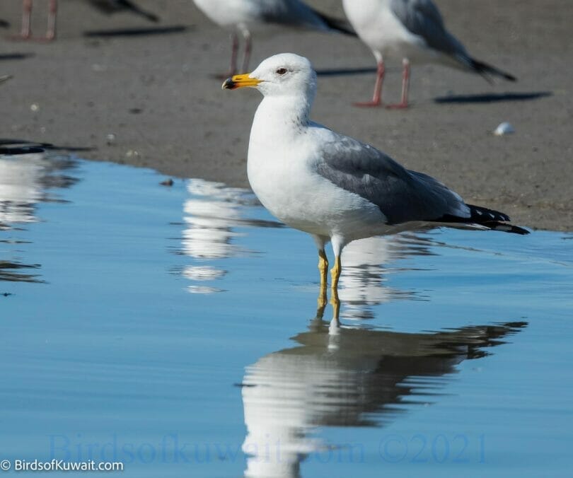 Armenian Gull Larus armenicus standing in water