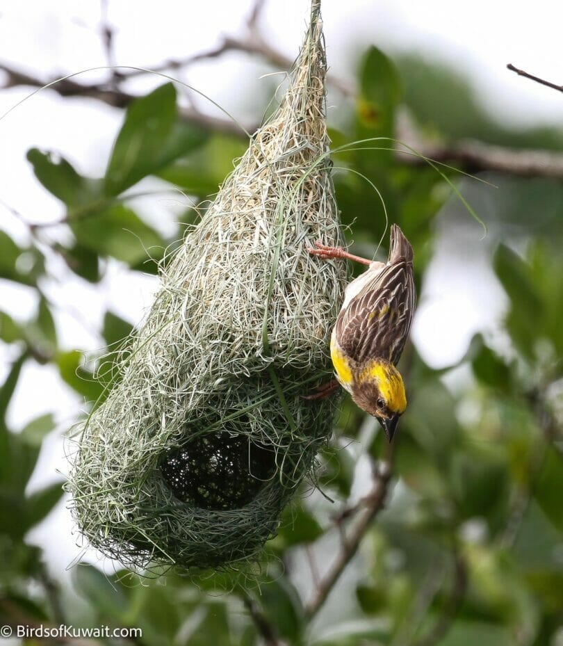 Baya Weaver Ploceus philippinus