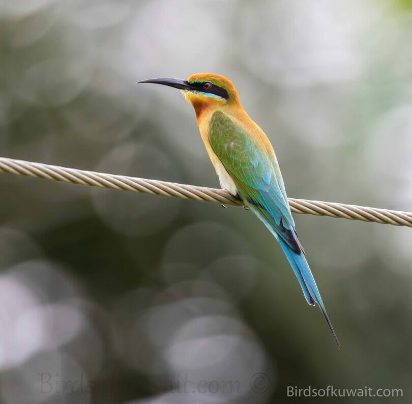 Blue-tailed Bee-eater Merops philippinus