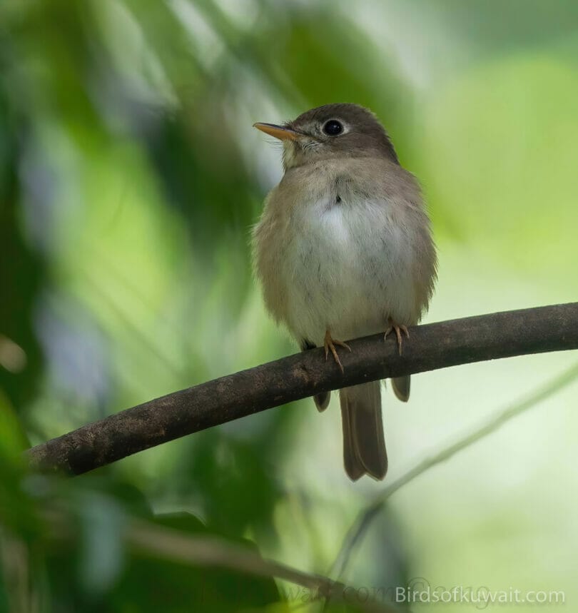 Asian Brown Flycatcher Muscicapa dauurica