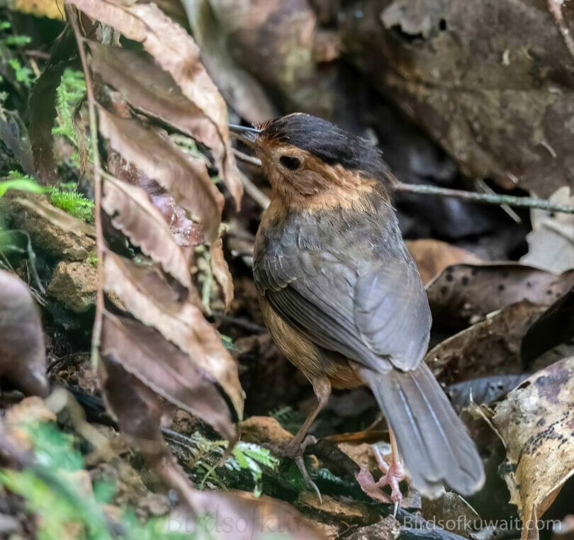 Brown-capped Babbler Pellorneum fuscocapillus