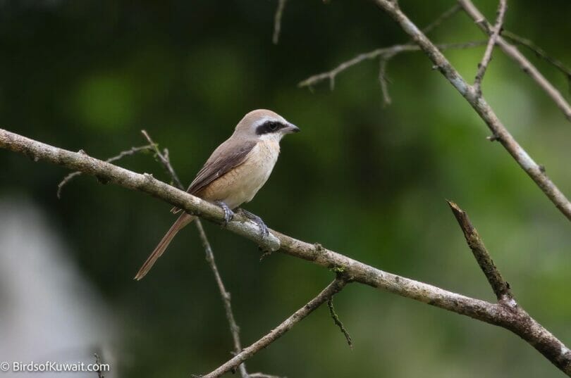 Brown Shrike Lanius cristatus