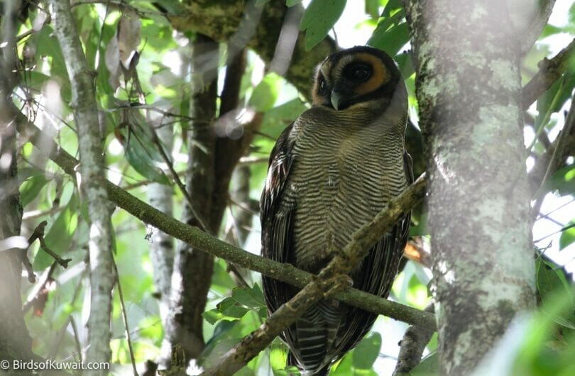 Brown Wood-Owl Strix leptogrammica