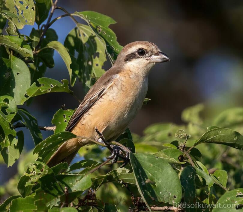 Brown Shrike Lanius cristatus