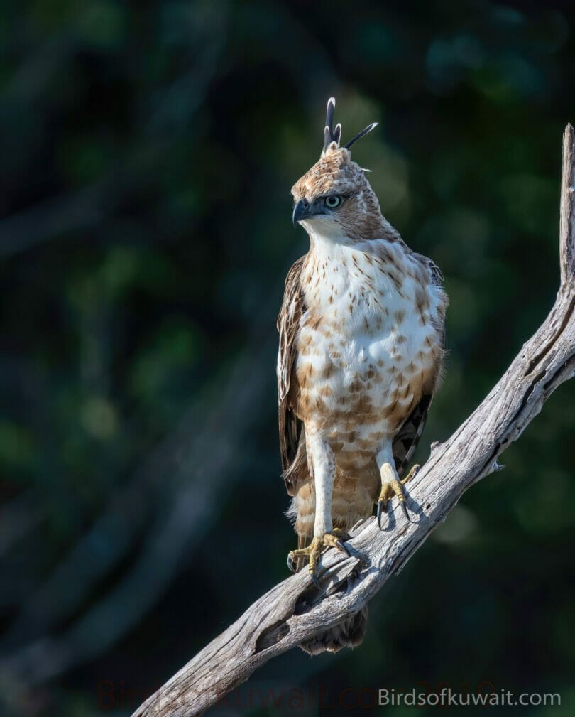 Changeable Hawk-Eagle Nisaetus cirrhatus