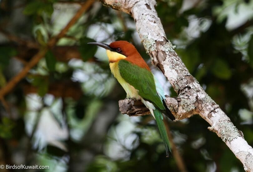 Chestnut-headed Bee-eater Merops leschenaulti