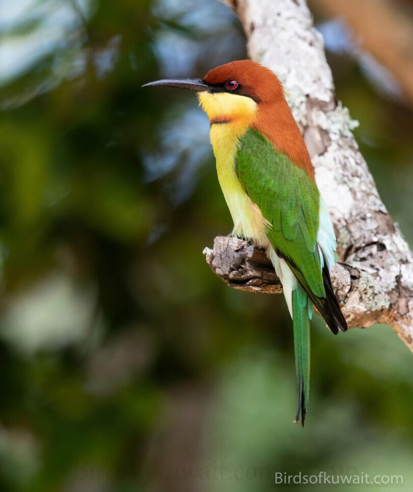 Chestnut-headed Bee-eater Merops leschenaulti