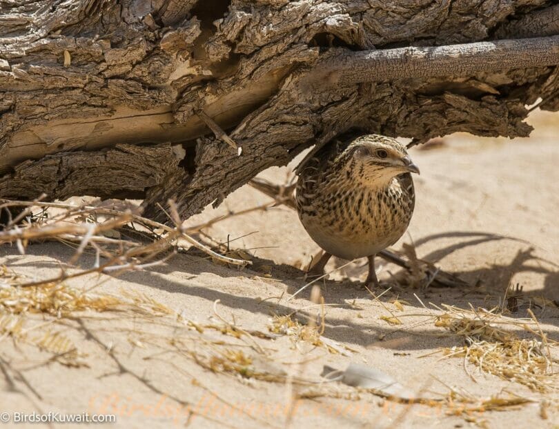 Common Quail Coturnix coturnix