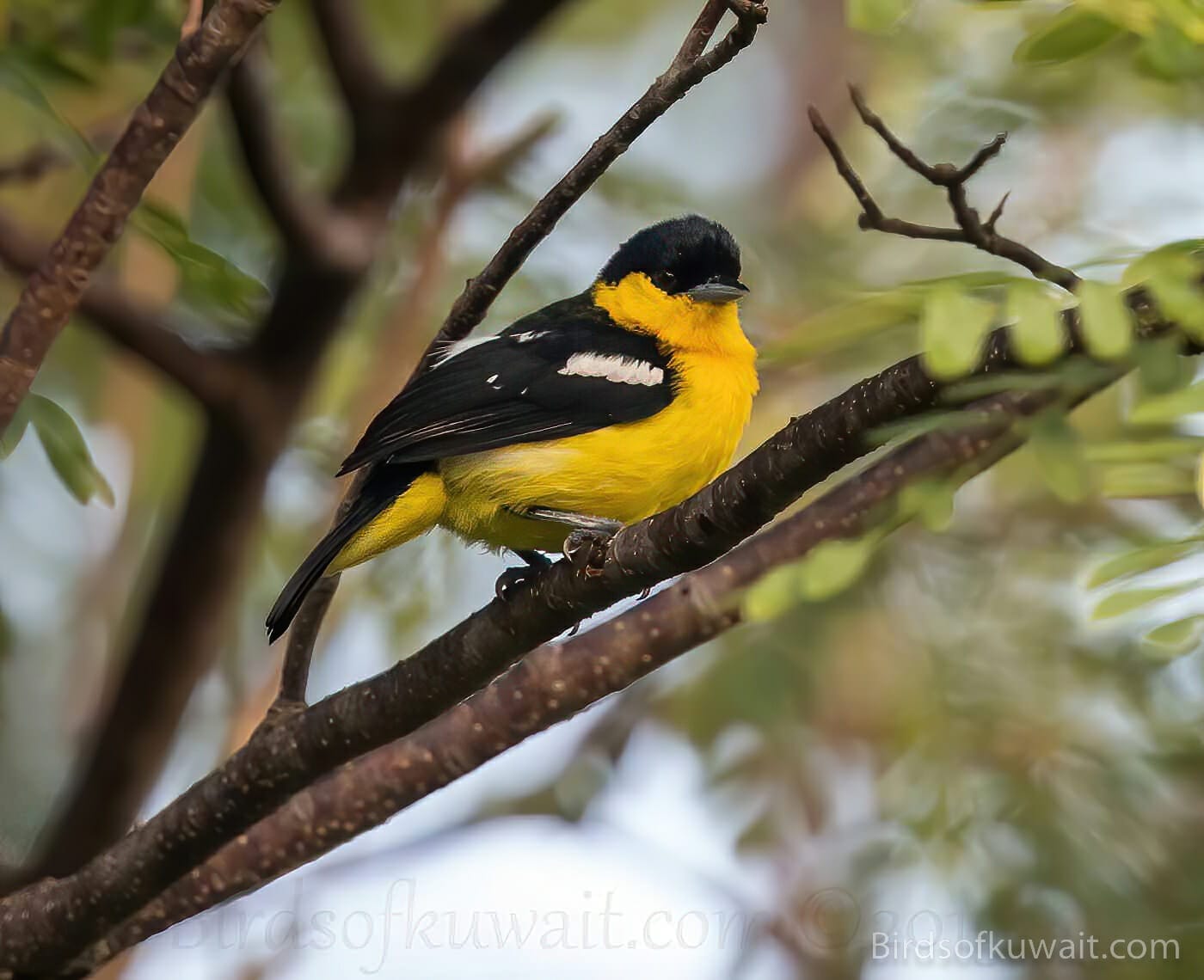 Yellow bird habitat and adaptability