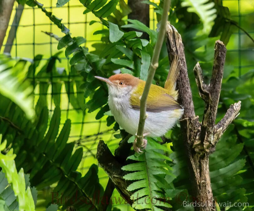 Common Tailorbird Orthotomus sutorius