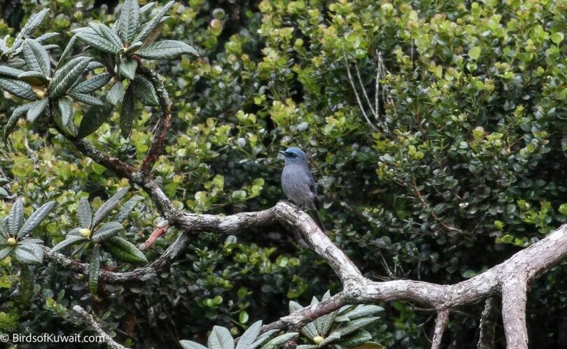 Dull-blue Flycatcher Eumyias sordidus