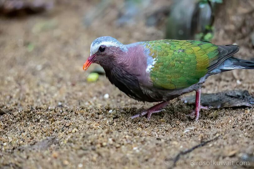 Asian Emerald Dove Chalcophaps indica