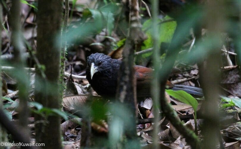 Green-billed Coucal Centropus chlororhynchos