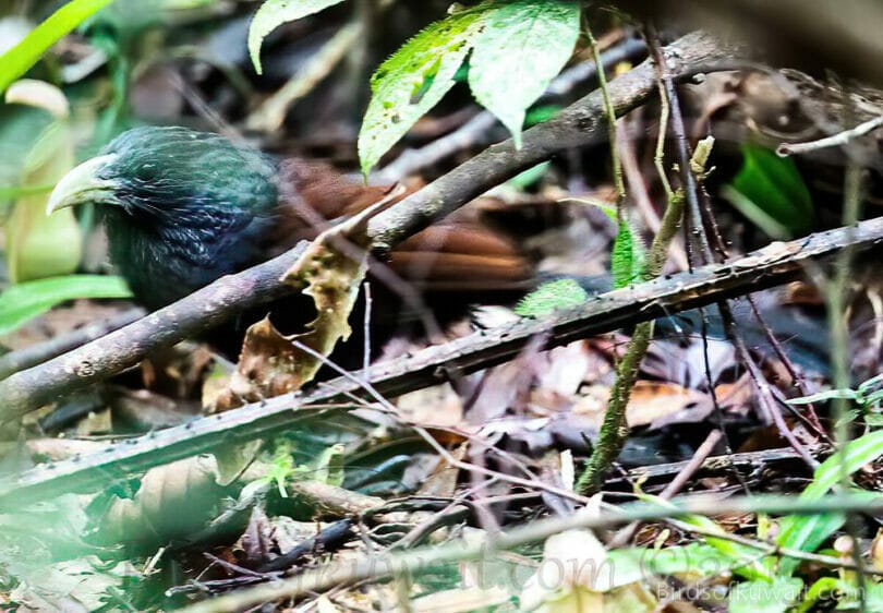 Green-billed Coucal Centropus chlororhynchos