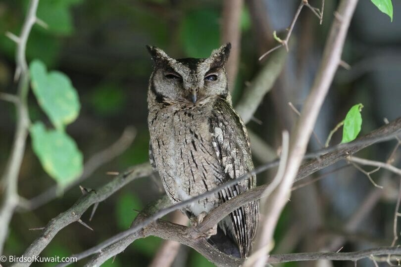 Indian Scops Owl Otus bakkamoena