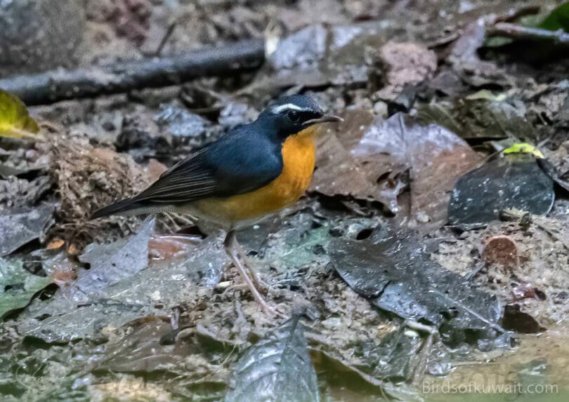 Indian Blue Robin Larvivora brunnea