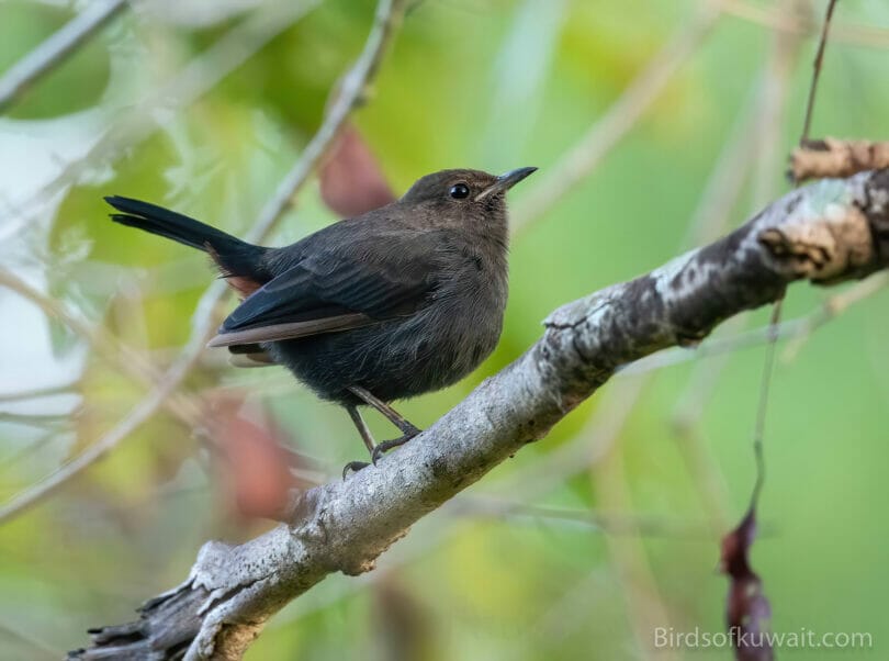 Indian Robin  on a branch