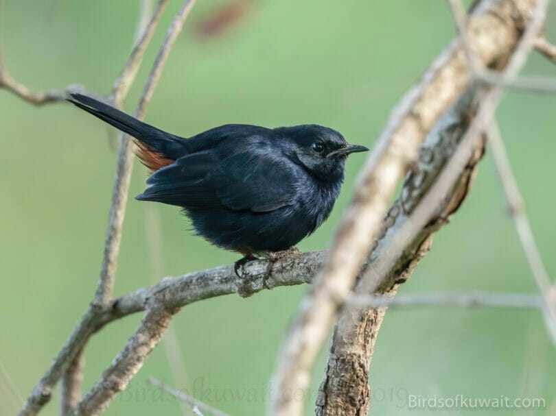 Indian Robin  on a branch