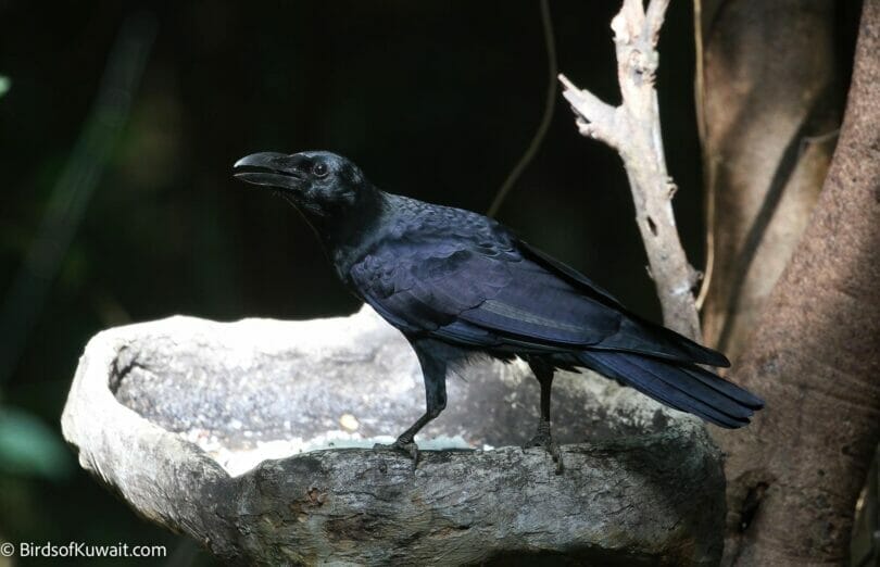 Large-billed Crow Corvus macrorhynchos