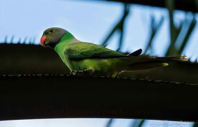 Layard's Parakeet  perched on a tree