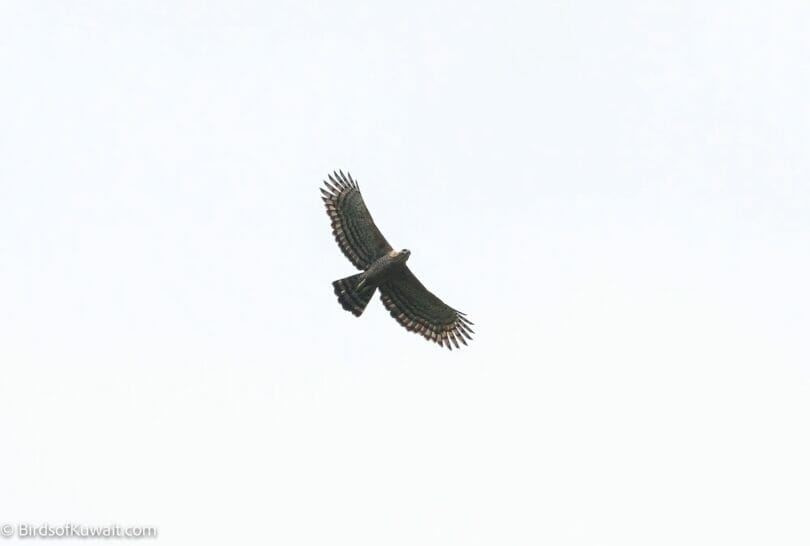 Legge’s Hawk Eagle at Kiyulgala