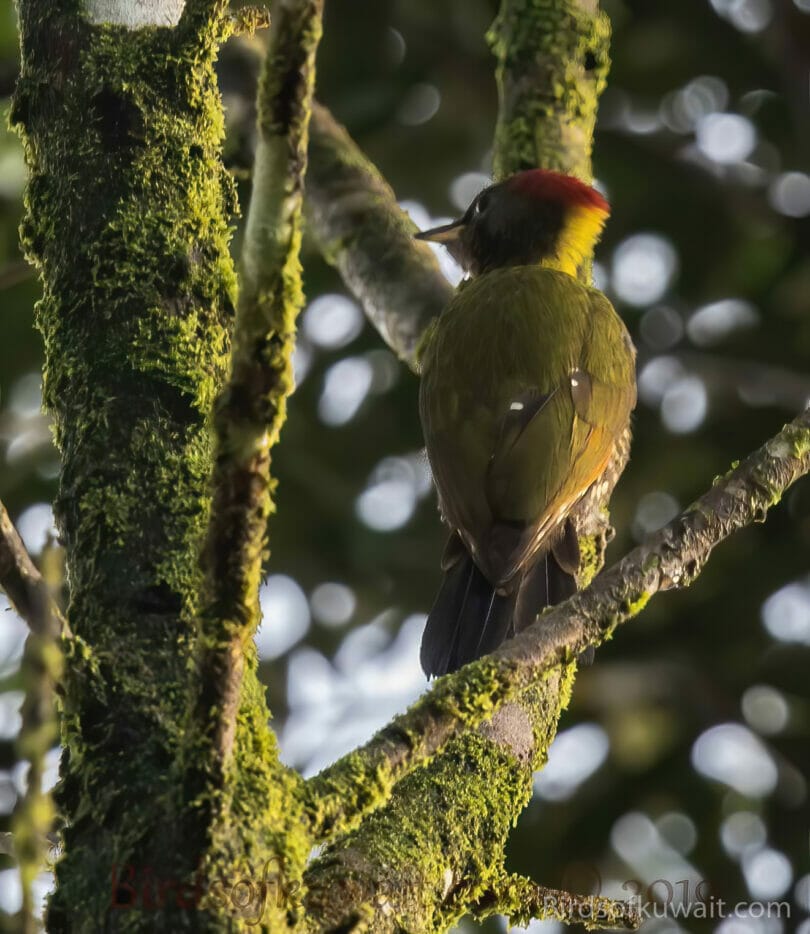 Lesser Yellownape on a tree