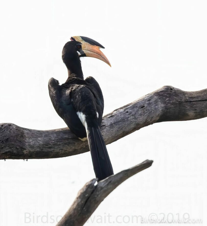 Malabar Pied-Hornbill Anthracoceros coronatus