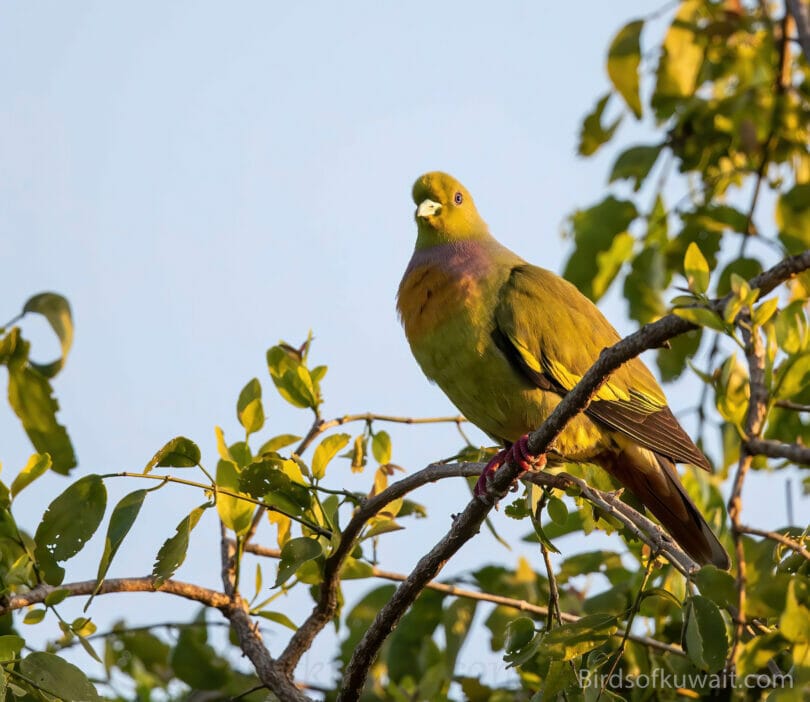 Orange-breasted Green-Pigeon Treron bicinctus