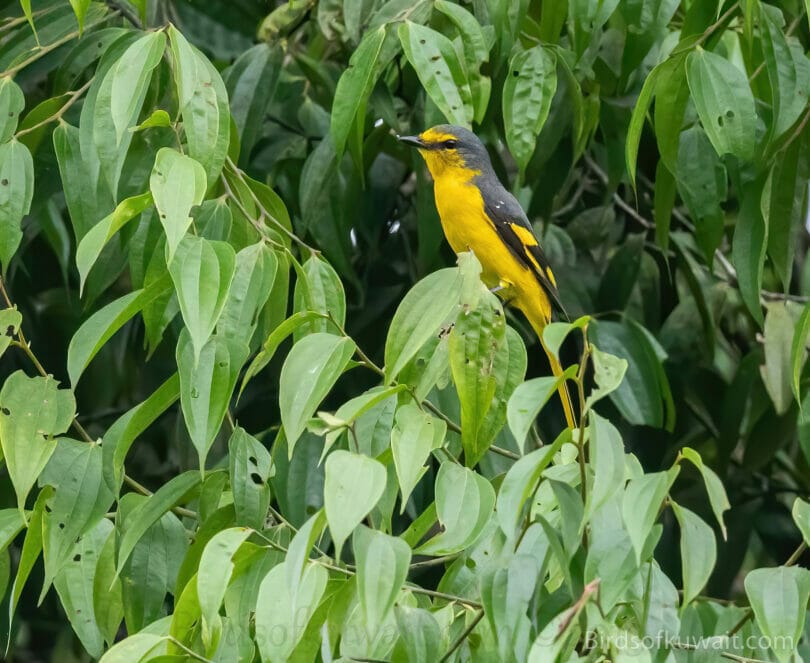 Orange Minivet Pericrocotus flammeus