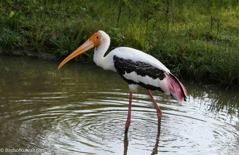 Painted Stork Mycteria leucocephala