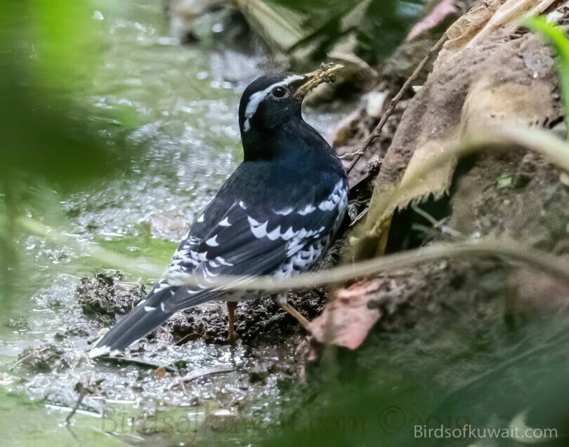 Pied Thrush Geokichla wardii